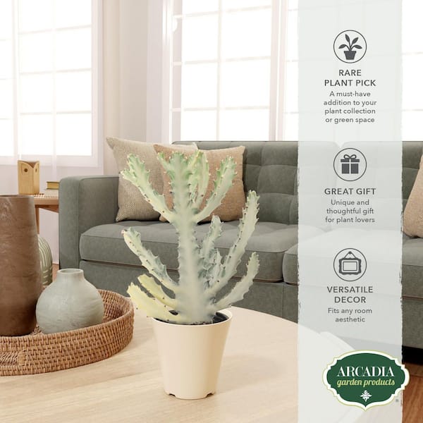 Arcadia Garden Products 4 in. Ghost Dragon Bone Cactus in Beige Plastic  Grower Pot Cover LV94 - The Home Depot