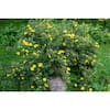 Online Orchards 1 Gal Gold Drop Potentilla Shrub Beautiful Dwarf Shrub Lights Up With Profuse