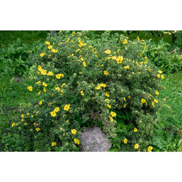 Online Orchards 1 Gal. Gold Drop Potentilla Shrub Beautiful Dwarf Shrub Lights Up with Profuse Golden Blossoms