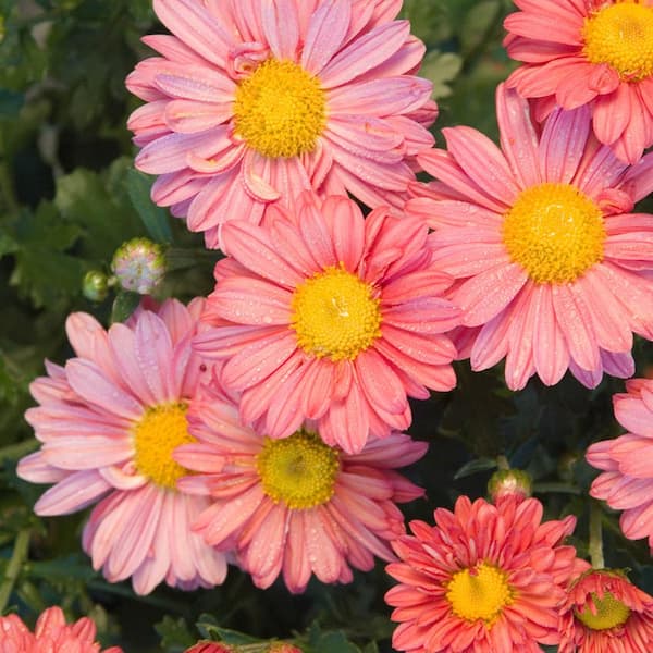 Spring Hill Nurseries 4 in. Pot Coral Daisy Mammoth Mum (Chrysanthemum) Live Flowering Perennial Plant (1-Pack)