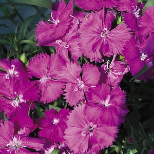 light purple annuals