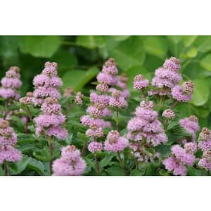 4.5 in. Qt. Beyond Pink'd Bluebeard (Caryopteris) Live Plant in Pink Flowers