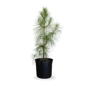 2.5 Gal. Loblolly Pine Tree Evergreen Conifer