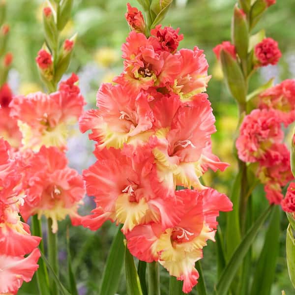 VAN ZYVERDEN Van Zyverden Gladiolus Large Flowering Mango Muse Set of 12 Bulbs