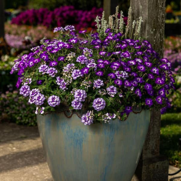 Proven Winners 4.25 in. Eco+ Grande Supertunia Blue Tiara (Petunia