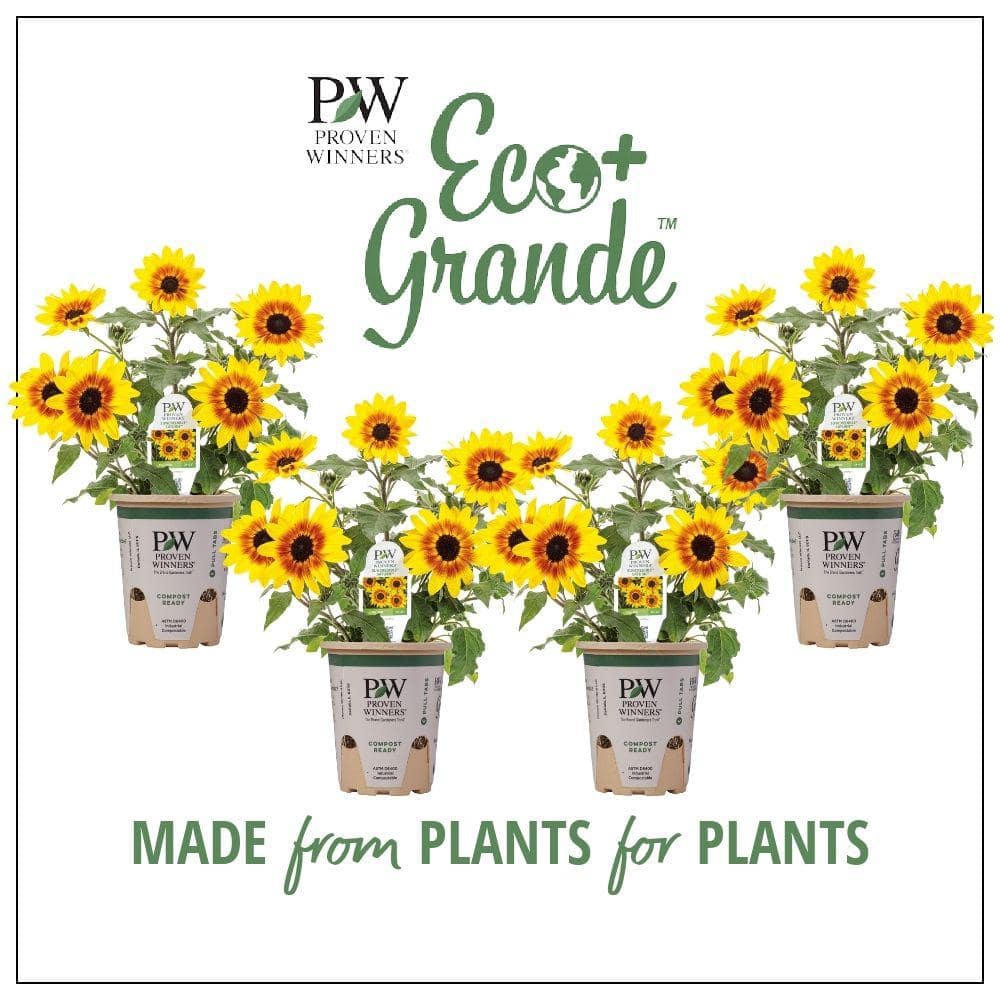 PROVEN WINNERS 4.25 in. Eco+Grande Suncredible Saturn Sunflower