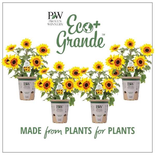 Proven Winners 4.25 in. Eco+Grande Suncredible Saturn Sunflower (Helianthus) Live Plant, Yellow Flowers (4-Pack)