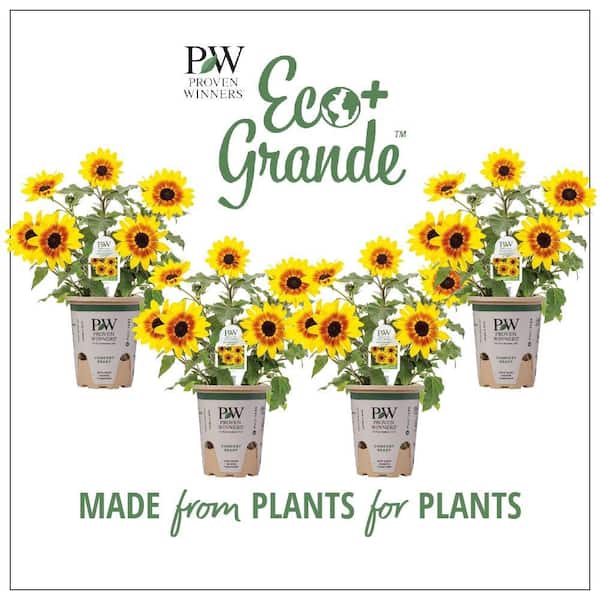 PROVEN WINNERS 4.25 in. Eco+Grande Suncredible Saturn Sunflower (Helianthus) Live Plant, Yellow Flowers (4-Pack)