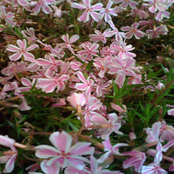 OnlinePlantCenter 1 Gal. Candy Stripes Moss Phlox