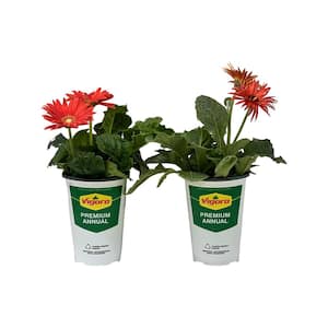 2.5 Qt Gerbera Daisy Rose in Grower's Pot (2-Packs)