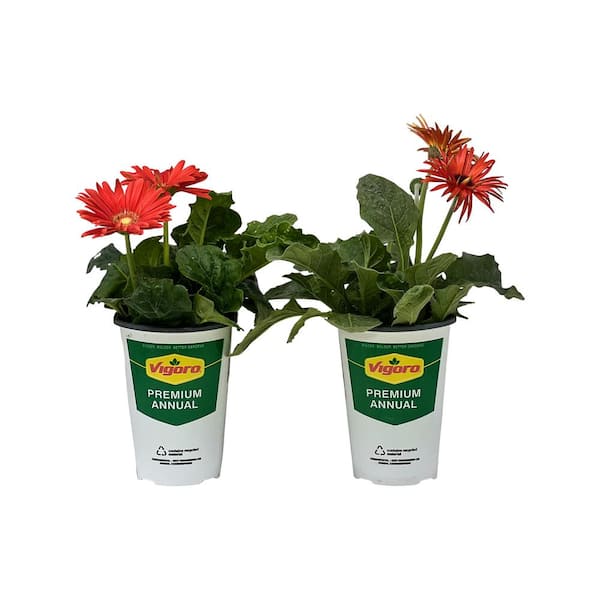 Vigoro 2.5 Qt Gerbera Daisy Rose in Grower's Pot (2-Packs)