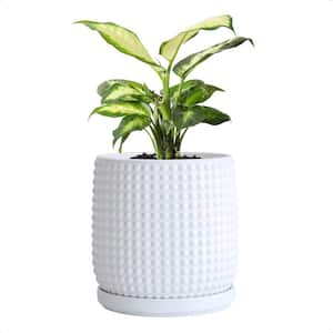 Beaded 5.8 in. L x 5.8 in. W x 6.5 in. H 2.4 qts. Matte White Indoor Ceramic Planter 1 (-Pack)