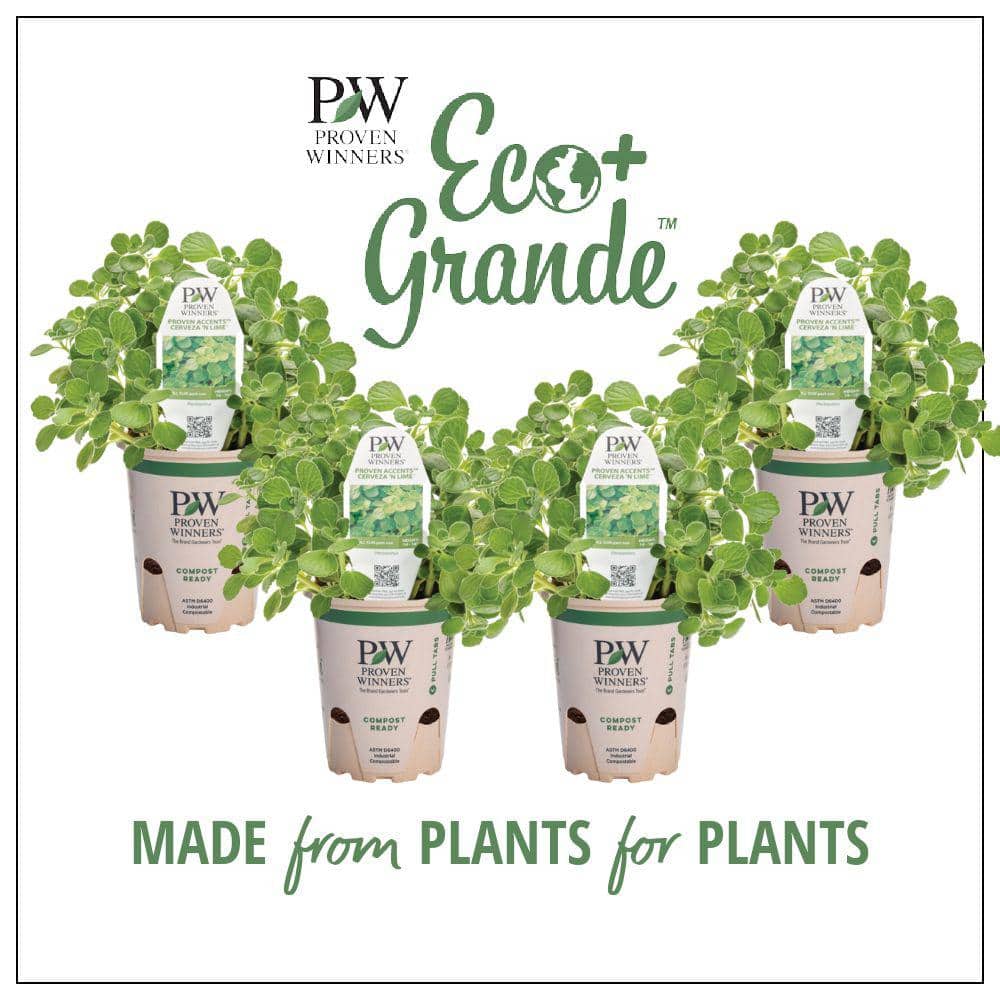 PROVEN WINNERS 4.25 in. Eco Plus Grande, Cerveza 'N Lime Live