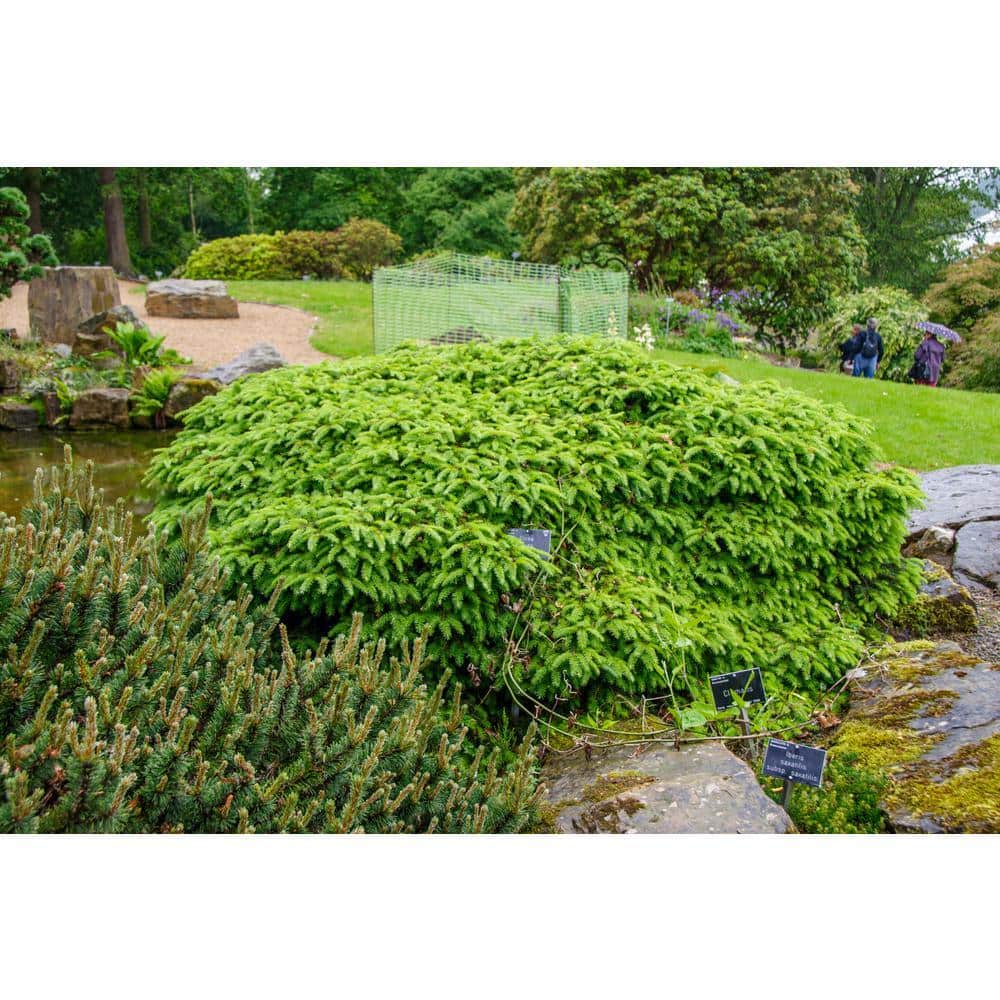 DIRECT GARDENING 1 Gal. Pot, Bird's Nest Spruce Potted Evergreen Shrub ...