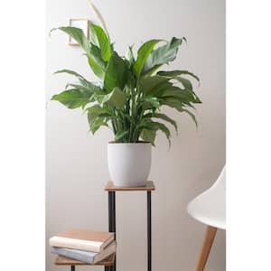 Spathiphyllum Peace Lily Indoor Plant in 9.25 in. White Paradise Planter, Avg. Shipping Height 2-3 ft. Tall