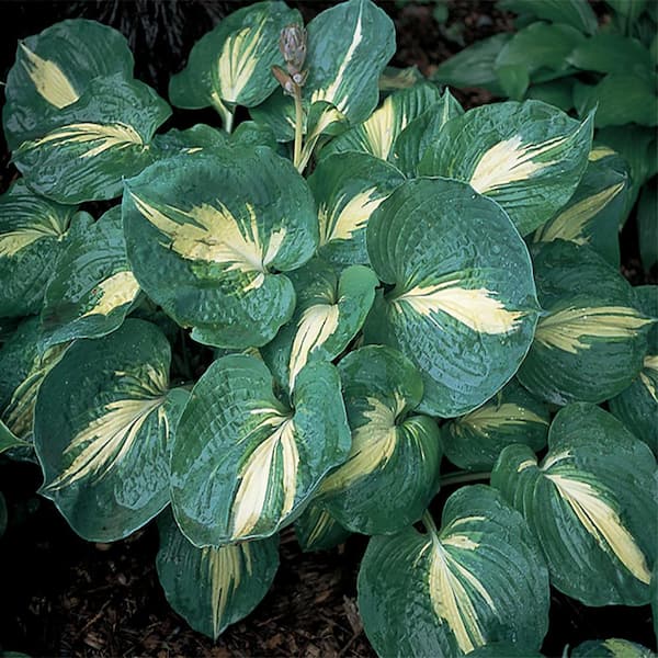 Unbranded #1 Dream Queen Blue Hosta Plant