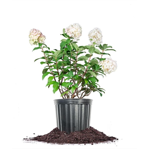 Unbranded Fire Light Hydrangea Plant 3 Gal. Live Flowering Shrub