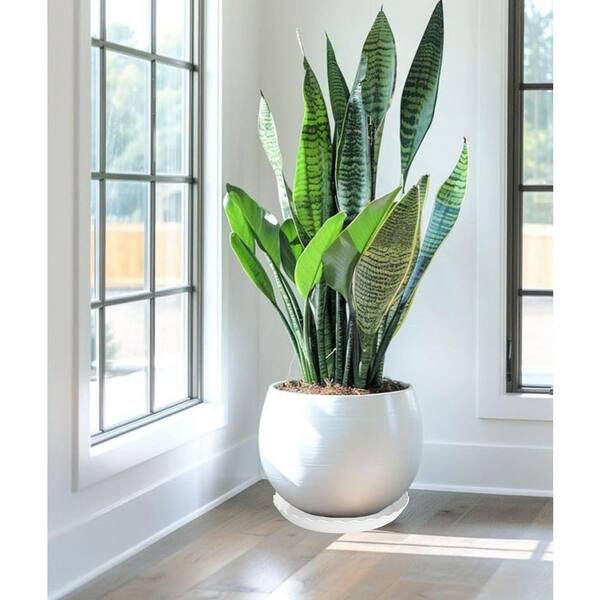 Unbranded 6 Pack Plant Saucer 6 in. Heavy Duty Plastic Plant Saucers,  Durable Plant Tray for Pots, Trays for Planter (White) Jkzzc00438