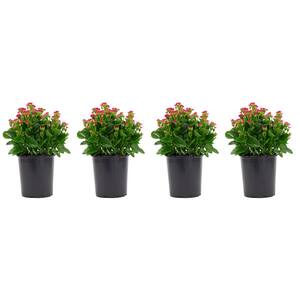 2.5 Qt. Kalanchoe Plant Purple Flowers in 6.33 In. Grower's Pot (4-Plants)