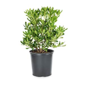 9.25 in. Pot - Green Pittosporum, Evergreen Shrub, Glossy Green Foliage