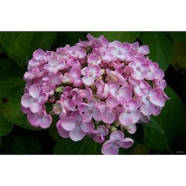3 Gal. Ayesha Bigleaf Hydrangea (Hydrangea macrophylla) Live Flowering Shrub; Blue or Pink Flowers