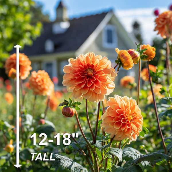 Garden State Bulb #1, Go-Go Peach Dahlia Flower Bulbs Bare Roots (Bag of 4)  ECS-66-04-01 - The Home Depot