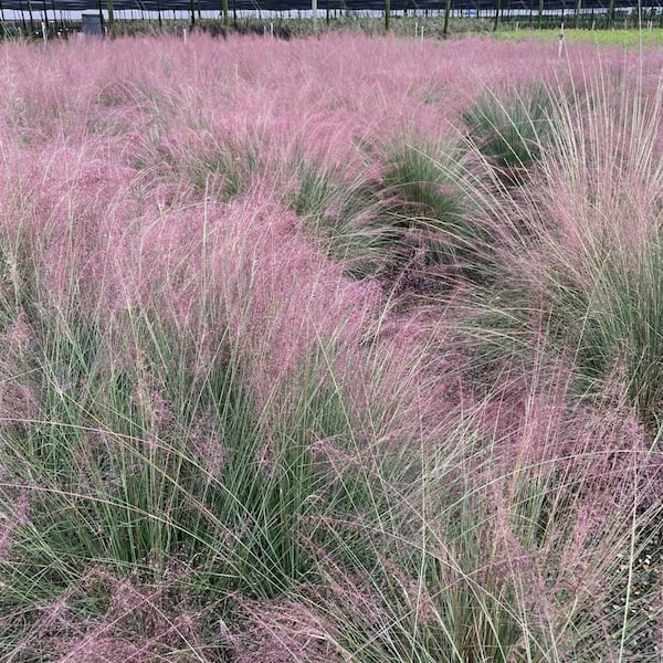 Alder & Oak #5 container Pink Muhly Capillaris Ornamental Grass (2-Pack)