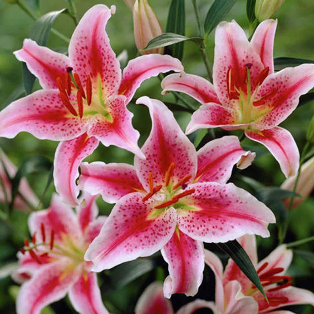 VAN ZYVERDEN Lilies Oriental Stargazer Set of 6 Bulbs 87340 - The