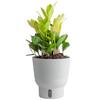 Costa Farms Trending Tropical Chameleon ZZ Indoor Plant in 6 in. Self-Watering Pot M-CZZ-S-MWG-01
