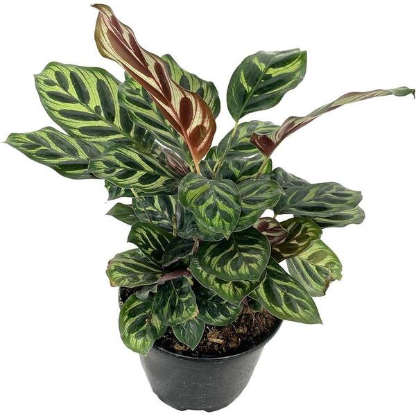 Wekiva Foliage Pin Stripe Calathea-Live Plant in a 6 Inch Pot-Calathea Ornata-Beautiful Easy to Grow Air Purifying Indoor Plant