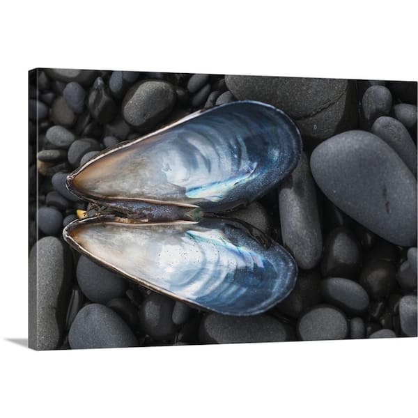 GreatBigCanvas "A Blue Mussel Shell Rests On The Beach" by Robert L. Potts Canvas Wall Art