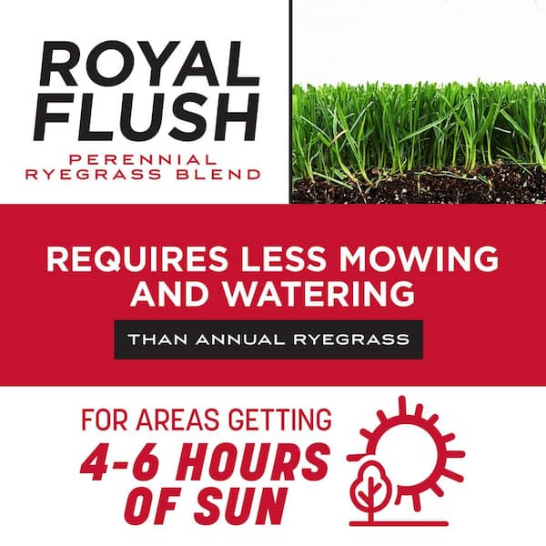 Royal Flush Overseeding Perennial Ryegrass Blend 50 lbs. 5,000 sq. ft. Grass Seed