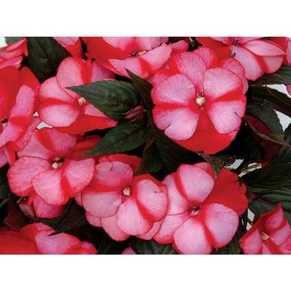 PROVEN WINNERS Infinity Blushing Crimson (New Guinea Impatiens) Live Plant, Pink-Red Flowers, 4.25 in. Grande, 4-pack