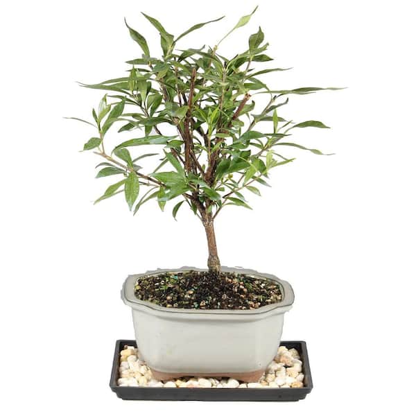 Gardenia Bonsai Tree Plant Outdoor Plant in Ceramic Bonsai Pot Container, 4 Years Old, 6 to 8 in.