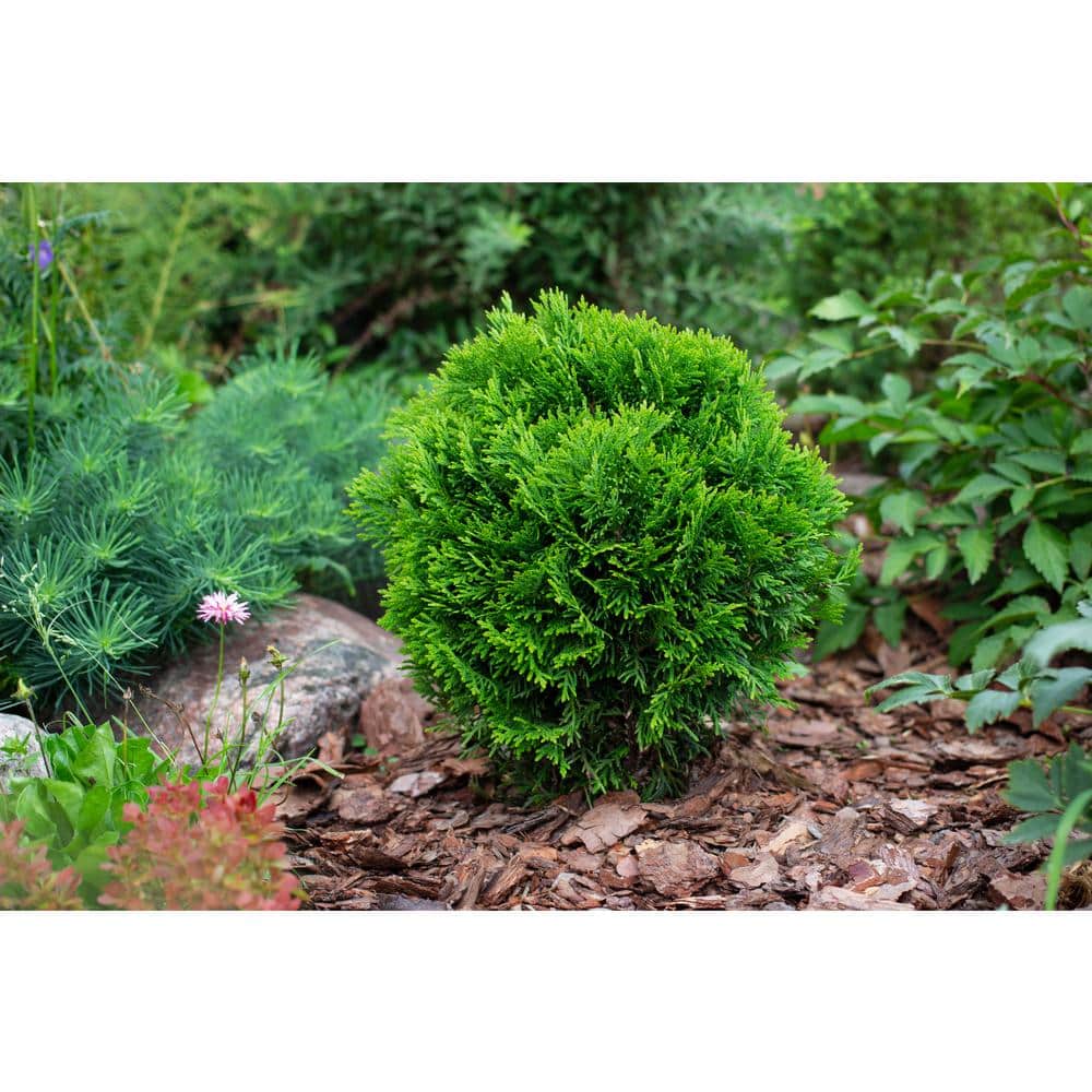 1 Gal. Thuja Danica (Globe) Live Evergreen Shrub price history on PriceWatchPro