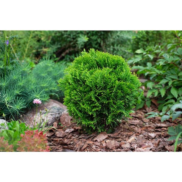 BELL NURSERY 1 Gal. Thuja Danica (Globe) Live Evergreen Shrub