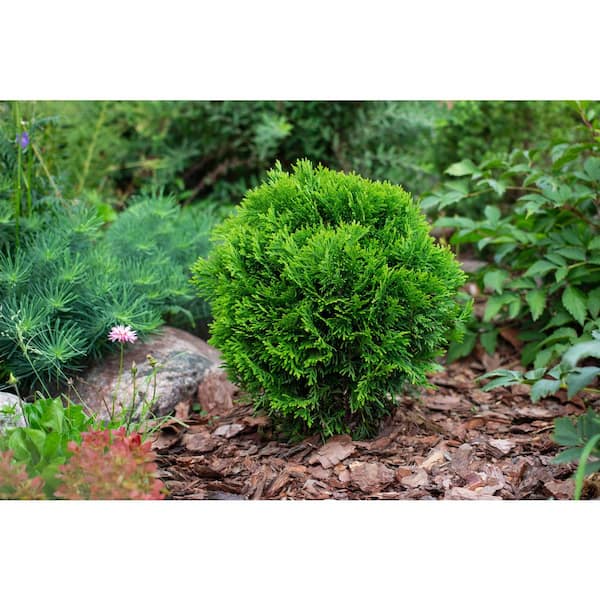 BELL NURSERY 3 Gal. Danica American Arborvitae Thuja Occidentalis 'Danica' Live Evergreen Shrub