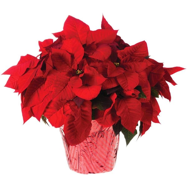 Unbranded 8 in. Live Poinsettia (In-Store Only)