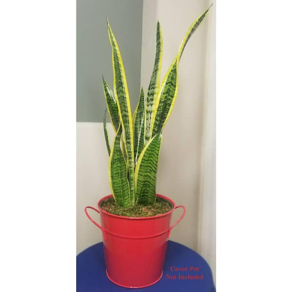 Sansevieria Snake Plant in 6 in. Growers Pot SanYel006 - The Home