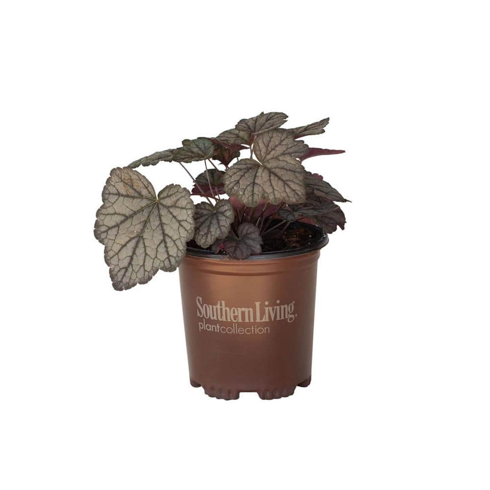 Reviews for SOUTHERN LIVING 2.5 Qt. Cracked Ice Heucherella, Live