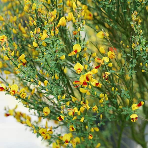 2 Gal. Sister Disco Scotch Broom (Cytisus Scoparius) Live Shrub with Yellow and Red Flowers