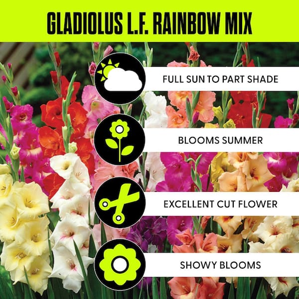 Gladiolus Large Flowering Rainbow Mixed Bulbs (Set of 25)