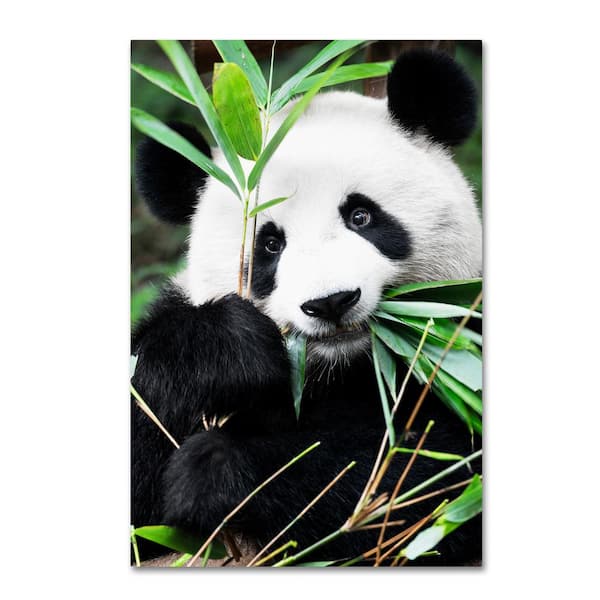 Trademark Fine Art Giant Panda I by Philippe Hugonnard Hidden Frame Animal 22 in. x 32 in.