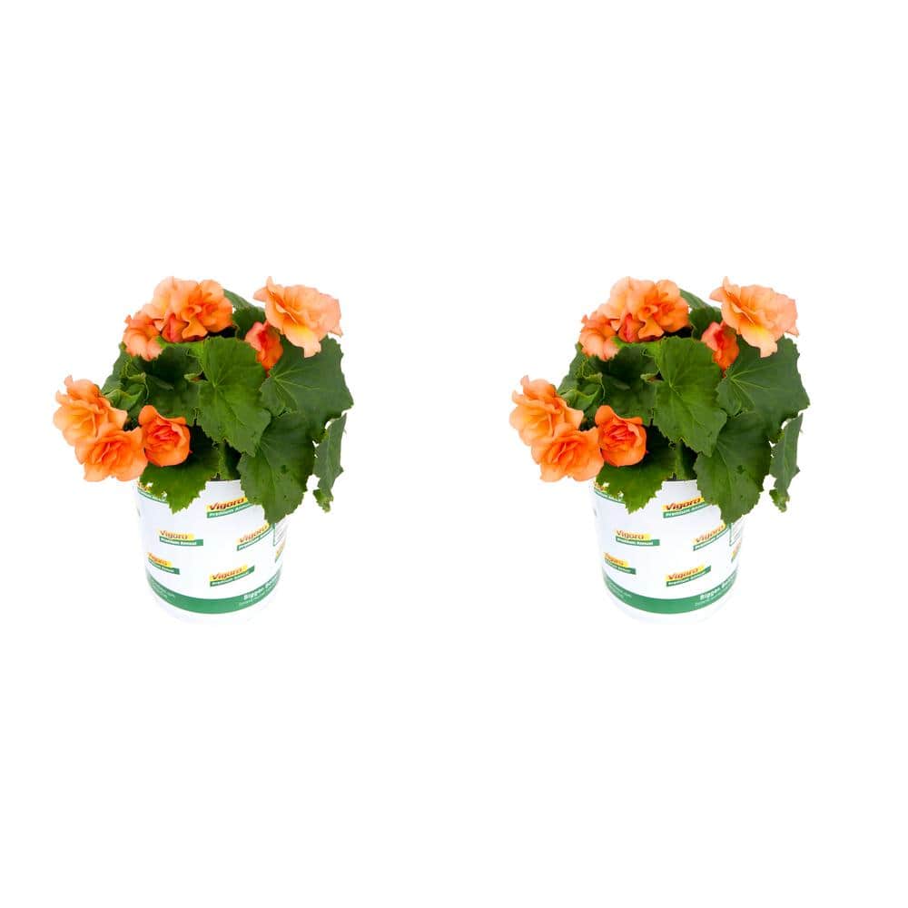 1 qt. Begonia Orange Flowering Live Annual Plant (2-Pack) price history on PriceWatchPro