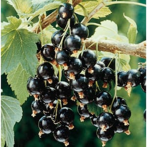 Consort Black Currant (Ribes) Live Bareroot Fruiting Plant (1-Pack)