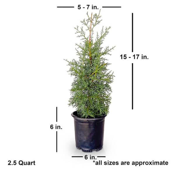 FLOWERWOOD 2.5 qt. Carolina Sapphire Arizona Cypress (Cupressus
