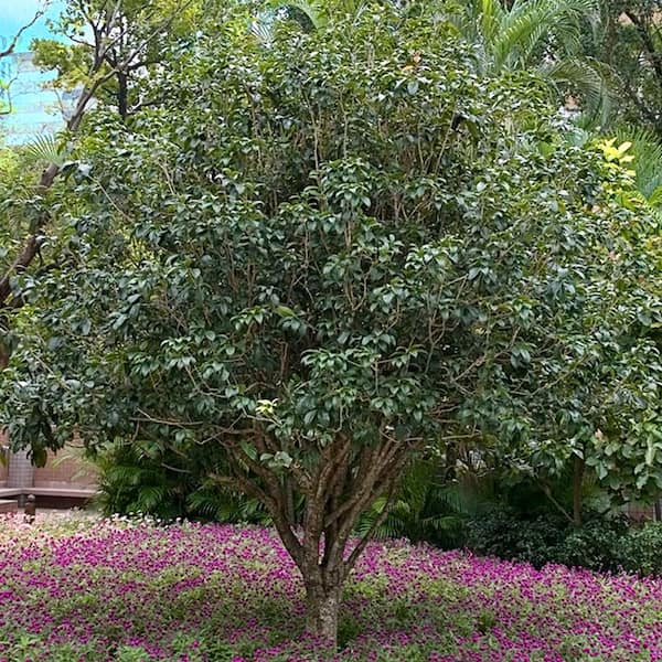 Sweet Osmanthus Tea Olive White Flowering Evergreen Shrub