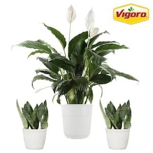 10 in. Spathiphyllum Peace Lily and (2) 6 in. Sansevieria Snake Plant in White Decor Planter, (3 Pack)