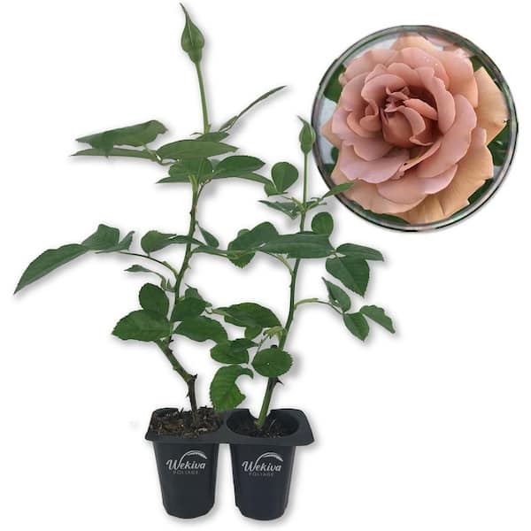Wekiva Foliage Koko Loko Rose Bush 2-Live Starter Plants in 2 in. Pots-Beautiful Roses from Florida-Ornamental Rose