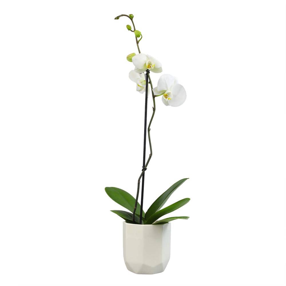 White Phalaenopsis Orchid in Ceramic Planter - Indoor/Outdoor Flower